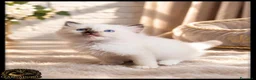 Ragdoll gatti in vendita: Ragdoll cuccioli con pedigree  - Annuncio 10