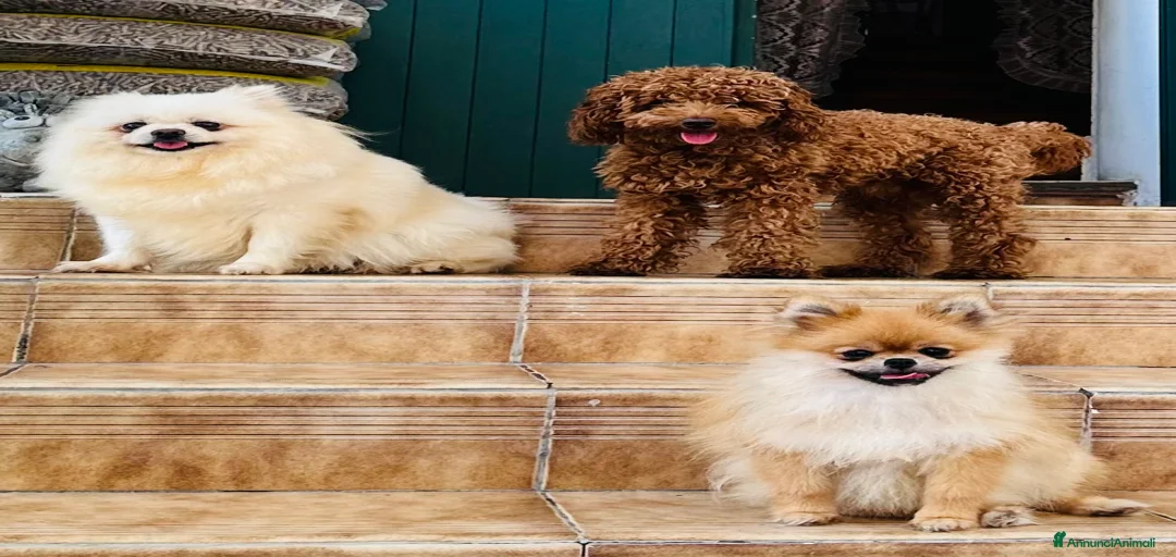 Immagine della galleria {{count}}