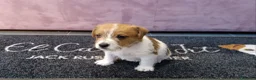 Jack Russell cani in vendita: Cuccioli di jack Russell pedigree Roi  - Annuncio 7