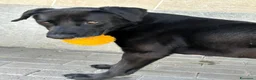 Meticcio cani in regalo: ELIJA LABRADOR - Annuncio 8