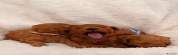 Barboncino Toy cani in vendita: Barboncini Toy di linea asiatica disponibili - Annuncio 4
