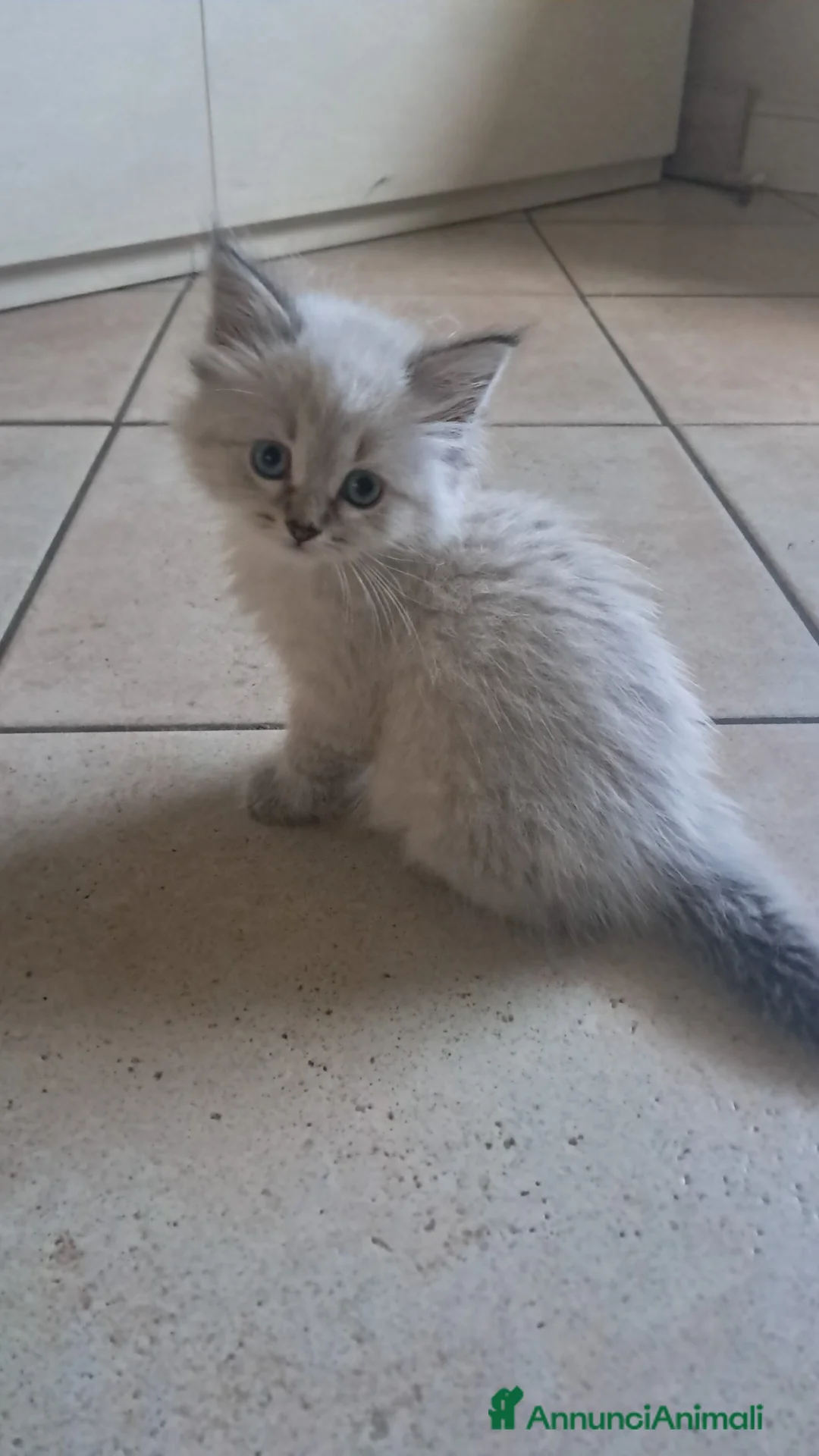 Siberiano gatti in vendita: Gatto siberiano neva  - Annuncio 6