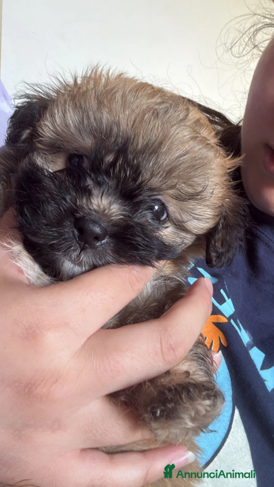 Meticcio cani in vendita: Vendo cani  a Provincia di Prato - Annuncio 2