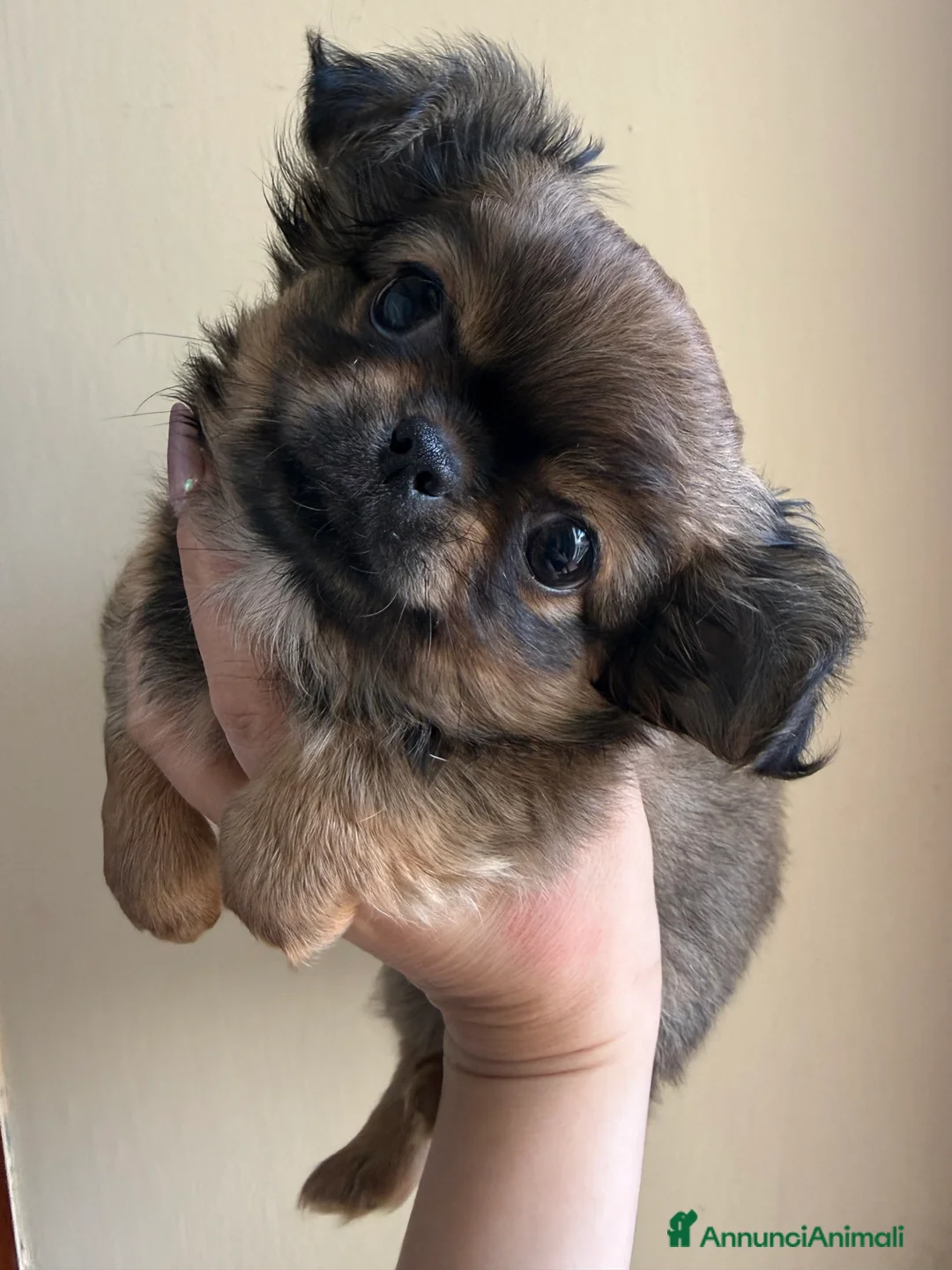 Chihuahua cani in vendita: Chihuahua mini  - Annuncio 1