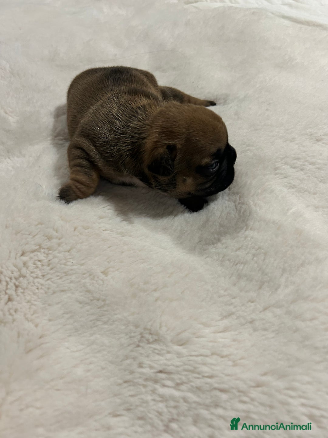 Bulldog Francese cani in vendita: cuccioli di Bulldog francese Red  - Annuncio 12