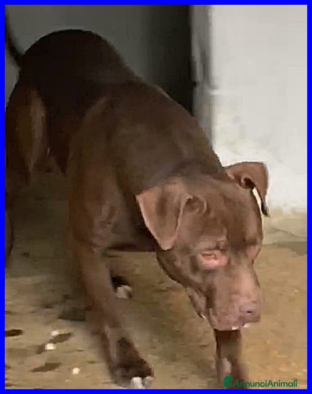 Pitbull cani in regalo: BRIAN cerca amico umano esperto razza - Annuncio 5