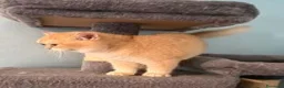British gatti in vendita: British maschio black golden - Annuncio 2