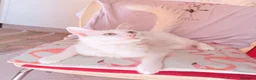 Angora turco gatti in vendita: Splendidi cuccioli di Angora turco - Annuncio 5