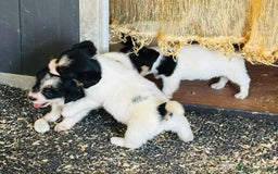 Jack Russell cani in vendita: Jack Russell pelo broken/ruvido a Calenzano - Immagine 15