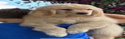Golden Retriever cani in vendita: Golden Americani - Alta Genealogia & 5 Stelle". - Annuncio 2