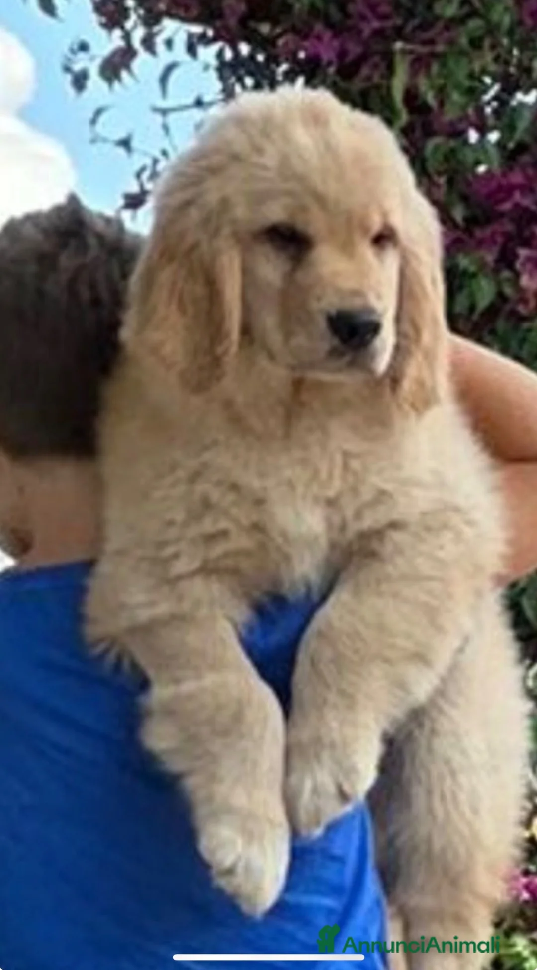 Golden Retriever cani in vendita: Golden Americani - Alta Genealogia & 5 Stelle". - Annuncio 2
