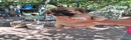 Meticcio cani in regalo: Mughetto, Ciclamino e Tiglio: maschietti 3 mesi - Annuncio 19