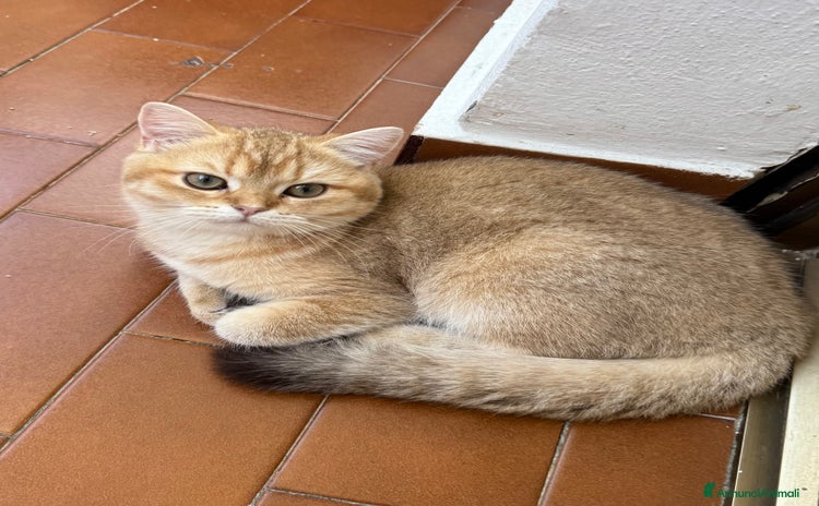 British gatti a Città Metropolitana di Torino - Annuncio 9