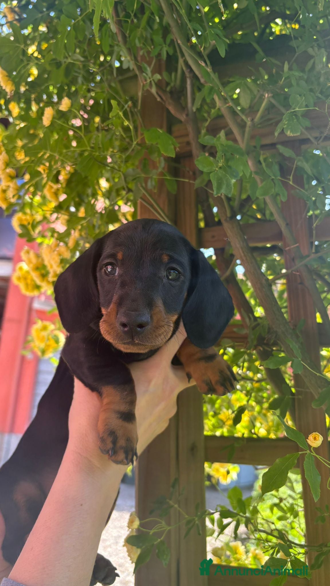 Bassotto cani BASSOTTO STANDARD A PELO LISCIO - Annuncio 2