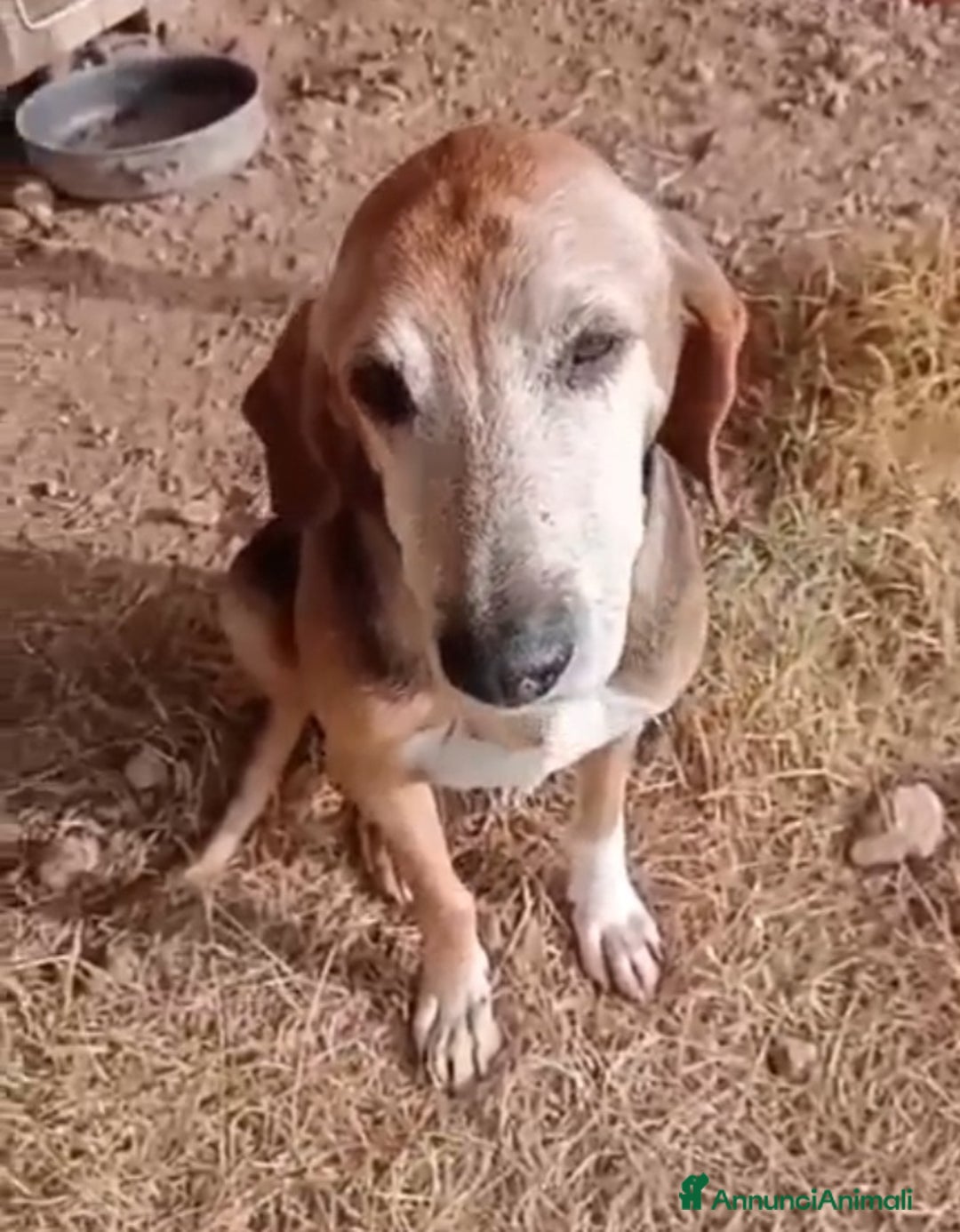 Segugio cani in regalo: Segugio x 8anni a catena stretta.PUGLIA SOS CASA - Annuncio 4