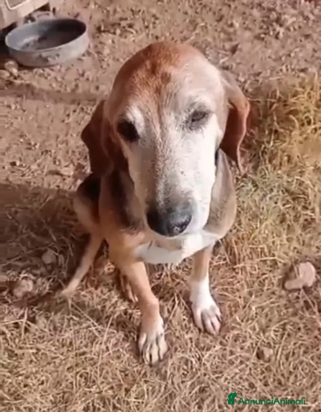 Segugio cani in regalo: Segugio x 8anni a catena stretta.PUGLIA SOS CASA - Annuncio 4