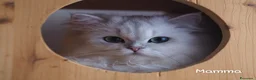 British gatti in vendita: Cuccioli British Golden e Silver - Annuncio 21