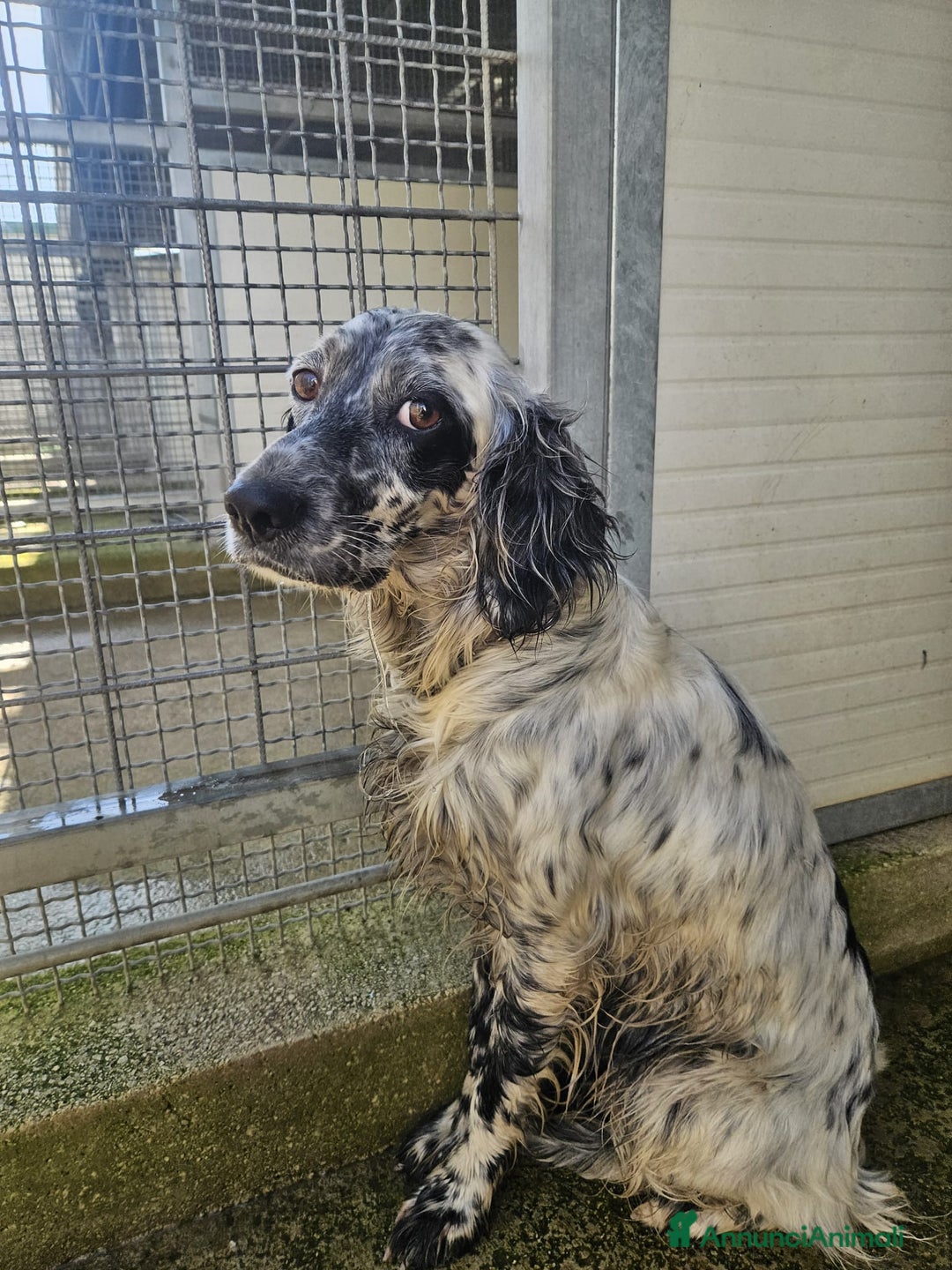 Setter Inglese cani in regalo: Coccinella: giovane dolcissima setterina  - Annuncio 2