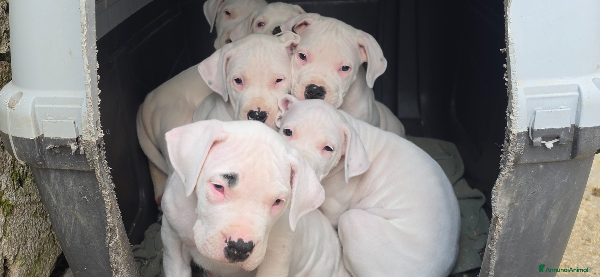 Dogo Argentino cani Cuccioli di dogo argentino - Annuncio 2