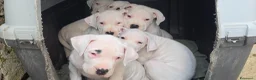 Dogo Argentino cani in vendita: Cuccioli di dogo argentino - Annuncio 2