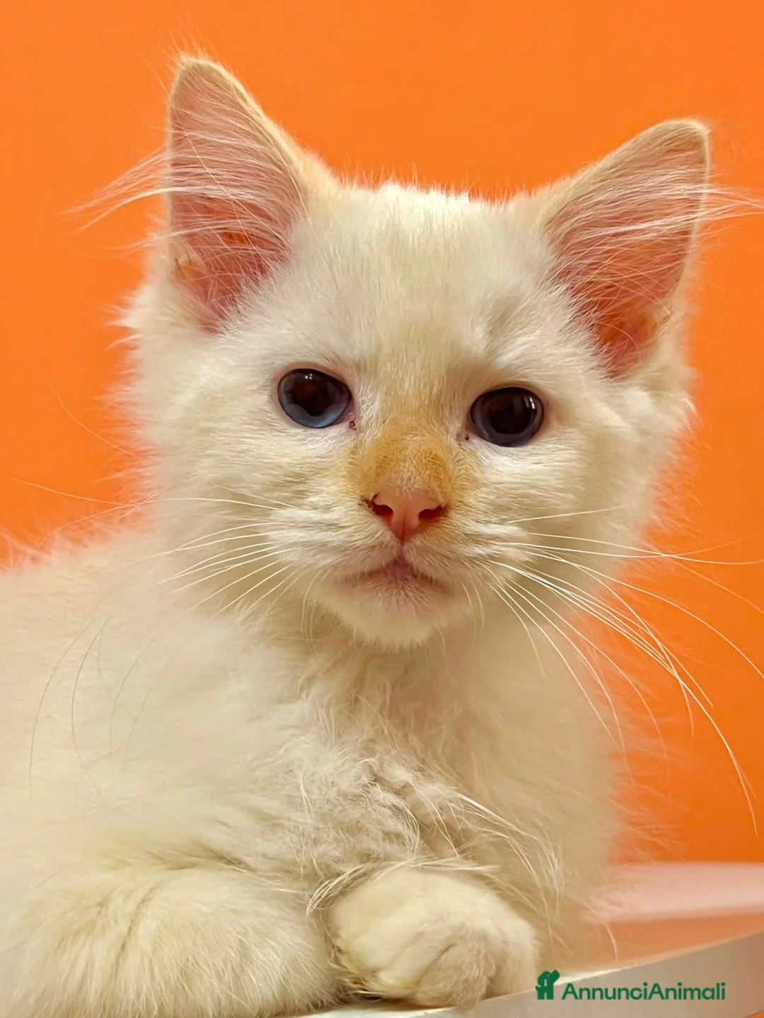 Ragdoll gatti in vendita: cucciolo ragdoll disponibile - Annuncio 2