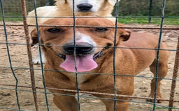 Meticcio cani in regalo: ADOTTA CORFU' a Provincia di Novara - Immagine 3