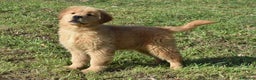 Golden Retriever cani in vendita: Cuccioli Golden Retriever con Pedigree  - Annuncio 5