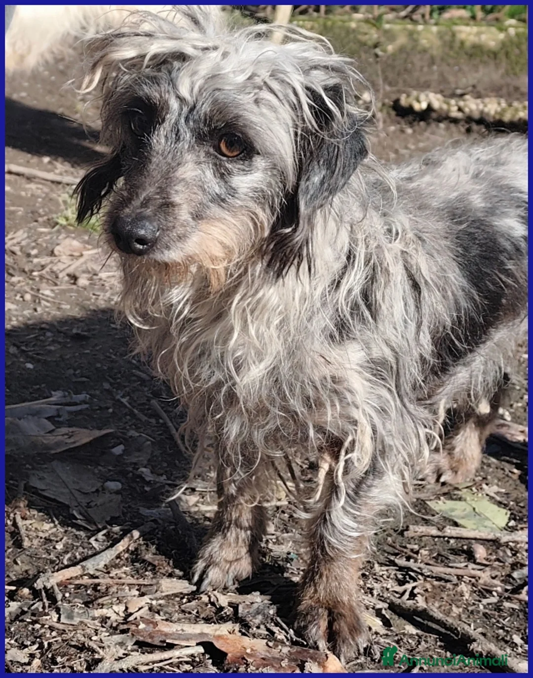 Meticcio cani in regalo: SHENZI SIMIL BASSOTTINA TG PICCOLA, 5 ANNI - Annuncio 8