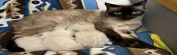 Siamese gatti in vendita: Siamesini - Annuncio 2