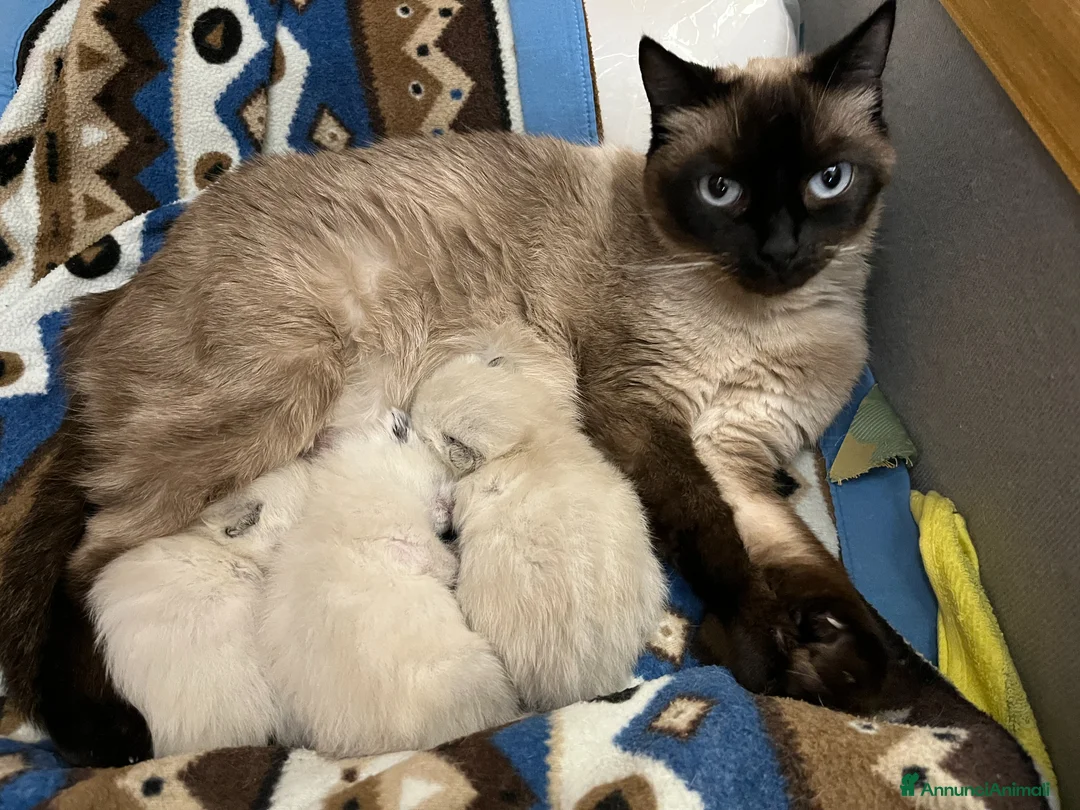 Siamese gatti in vendita: Siamesini - Annuncio 2