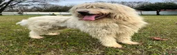 Meticcio cani in regalo: BELLE BELLISSIMO CERCA CASA - Annuncio 12