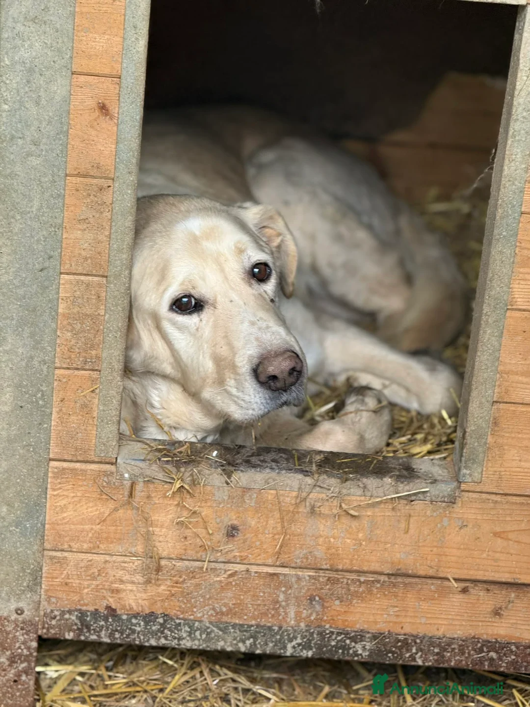 Meticcio cani in regalo: DROOPY, il cagnolone gentile. Ignorato da tutti - Annuncio 6
