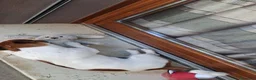 Jack Russell cani in vendita: Regalo cucciolo  - Annuncio 10
