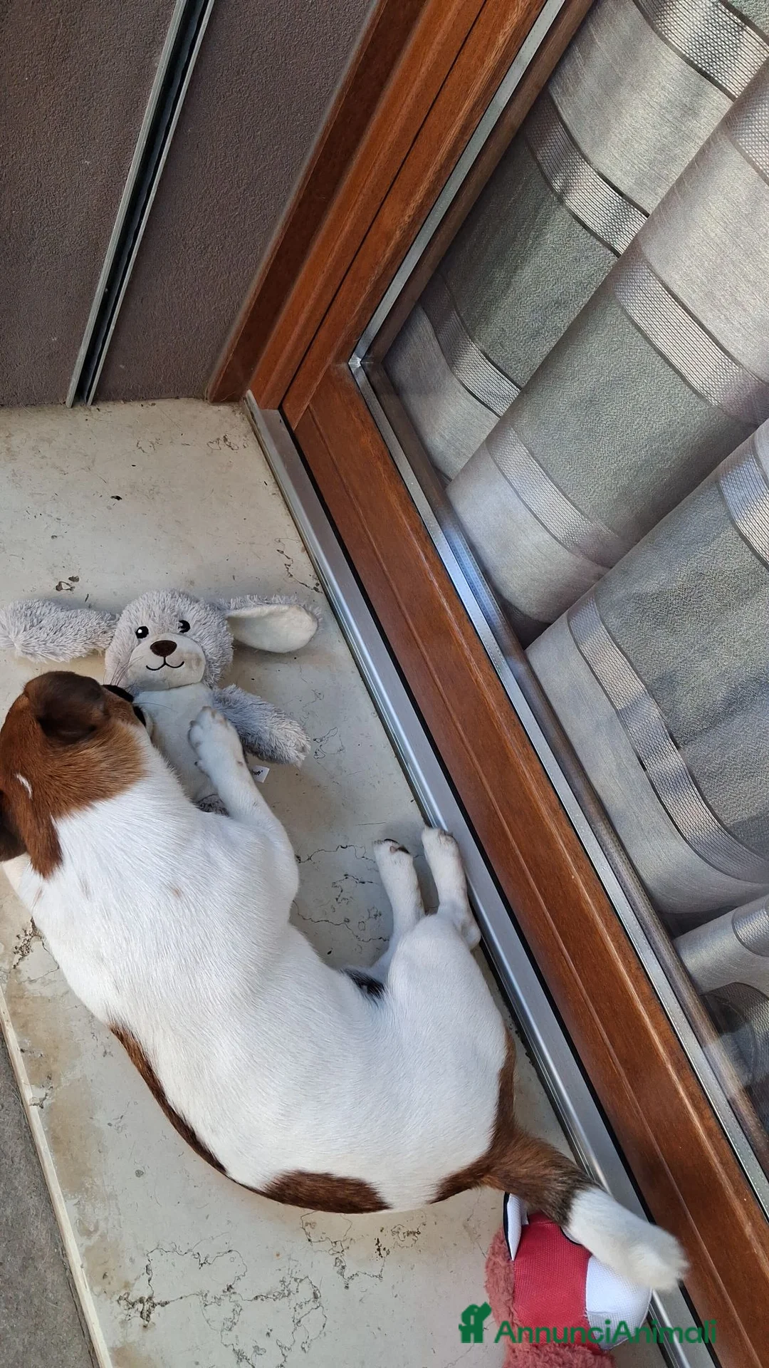 Jack Russell cani in vendita: Regalo cucciolo  - Annuncio 10