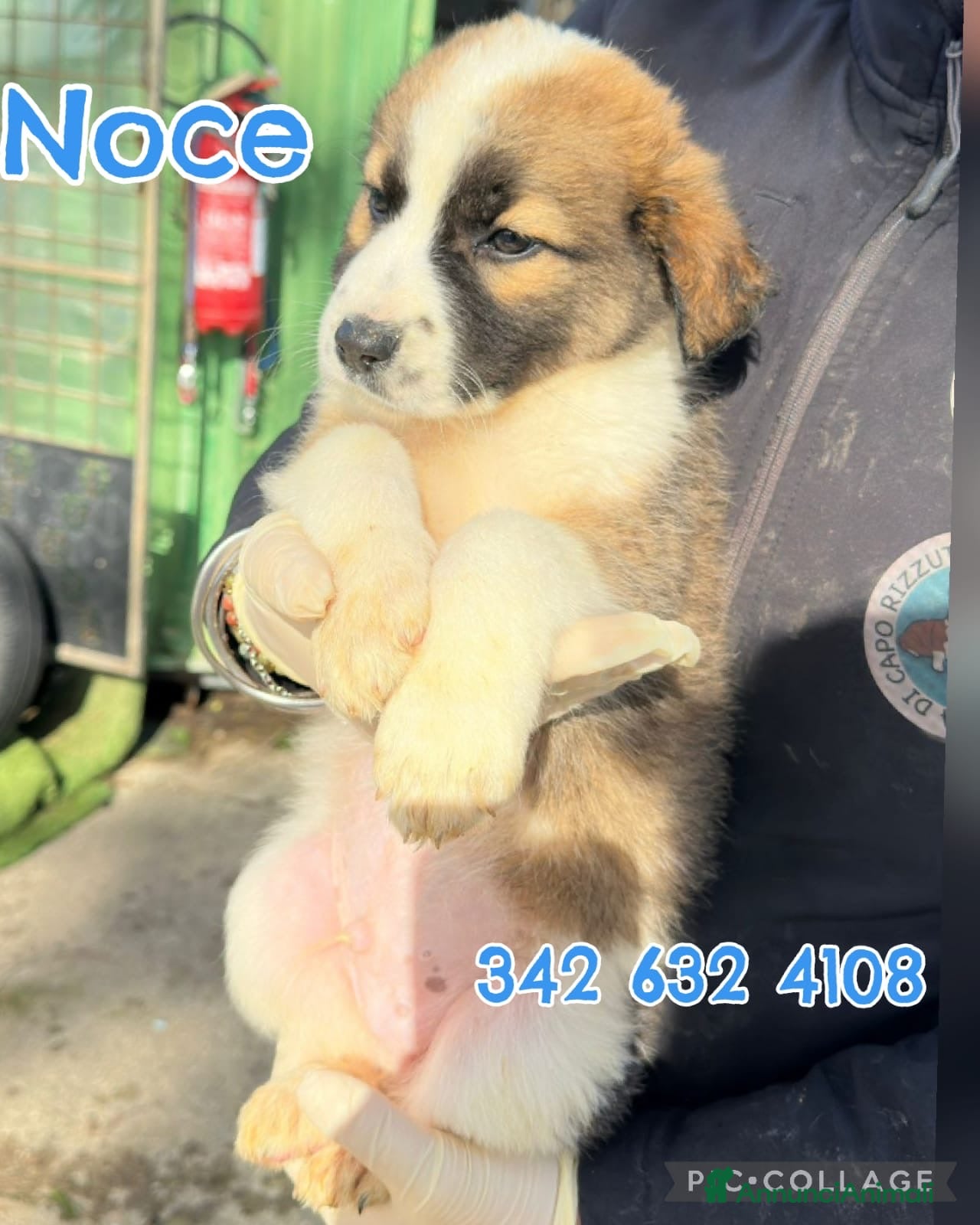 Meticcio cani NOCE💙-cucciolo futura taglia media cerca casa 🏡  - Annuncio 5