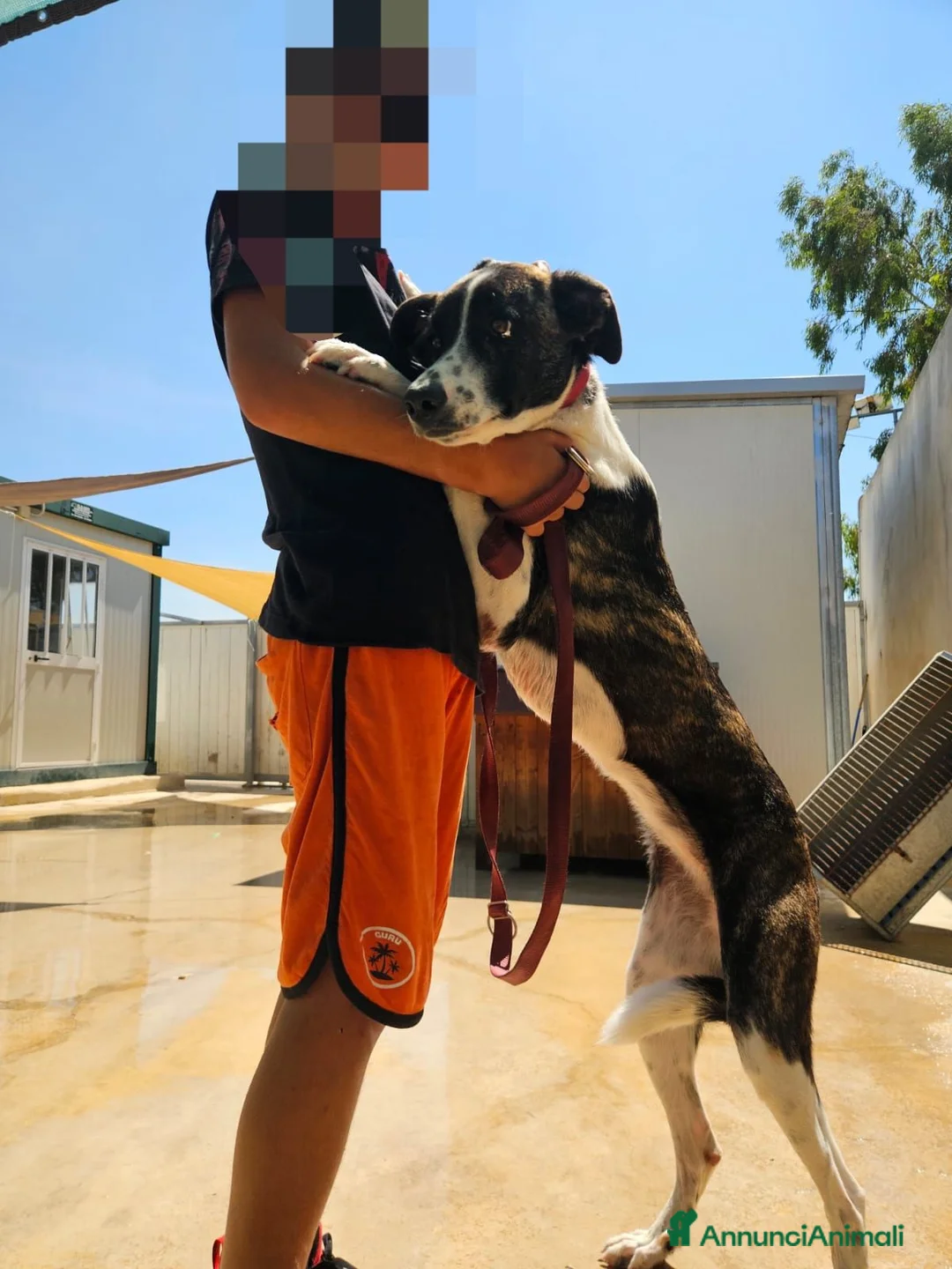 Meticcio cani in regalo: Kinder e Kira: giovani adozione di coppia  - Annuncio 2