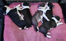 Boston Terrier cani in vendita: Cuccioli Boston Terrier a Città Metropolitana di Torino - Immagine 7