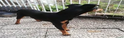 Pinscher Miniatura cani in regalo: Regalo Pincher , Zwergpinscher  - Annuncio 3