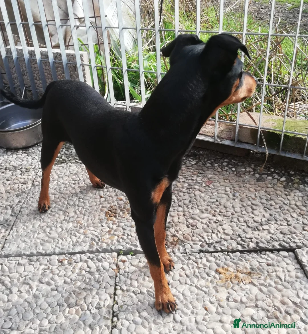 Pinscher Miniatura cani in regalo: Regalo Pincher , Zwergpinscher  - Annuncio 3