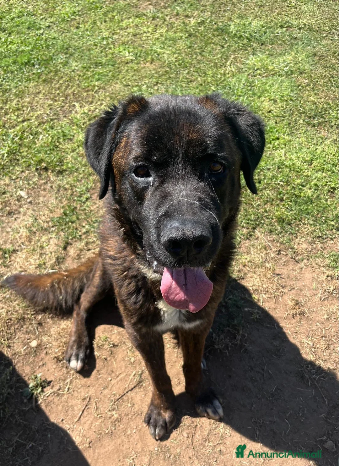 Meticcio cani in regalo: Tyson mix cane corso buonissimo - Annuncio 1