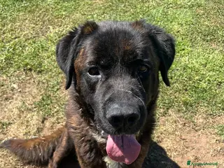 Meticcio cani Tyson mix cane corso buonissimo - Annuncio 2