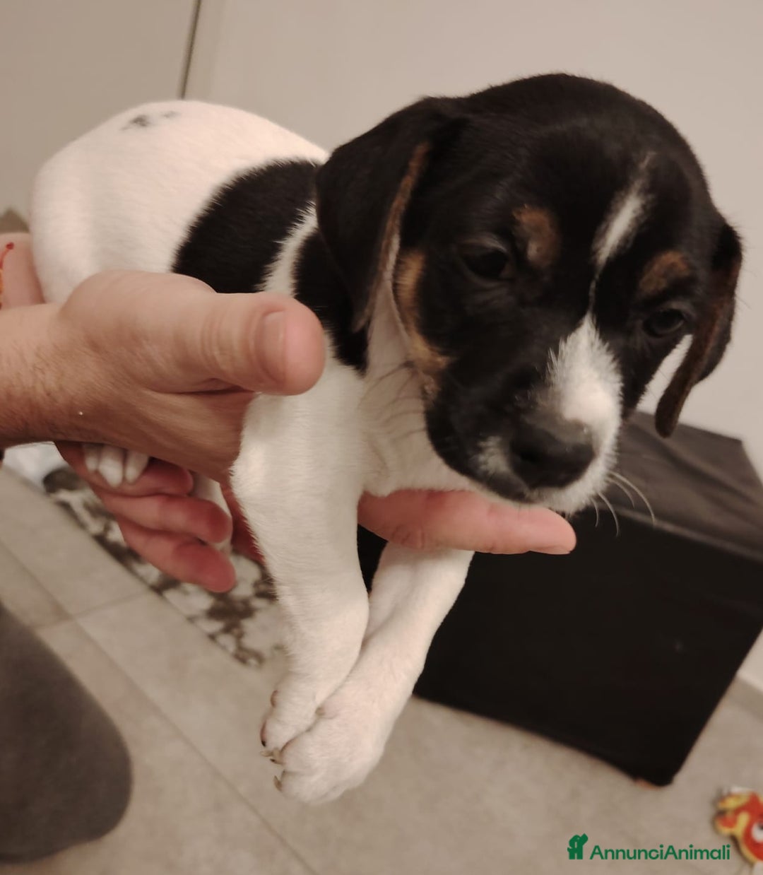 Jack Russell cani in vendita: Jack russel terrier tricolor - Immagine 6