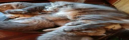 British gatti in vendita: British longhair- Highland straight + kit regalo! - Annuncio 3