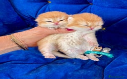 Scottish gatti in vendita: Scottish Fold Enfi Cuccioli Disponibili - Immagine 2