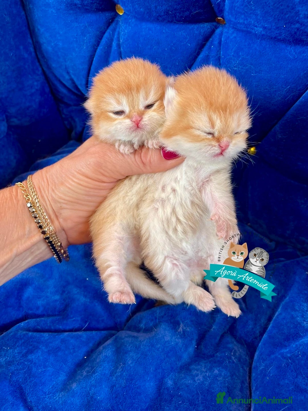 Scottish gatti in vendita: Scottish Fold Enfi Cuccioli Disponibili - Immagine 2