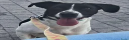 Meticcio cani in regalo: tommy cagnolino socievolissimo - Annuncio 13