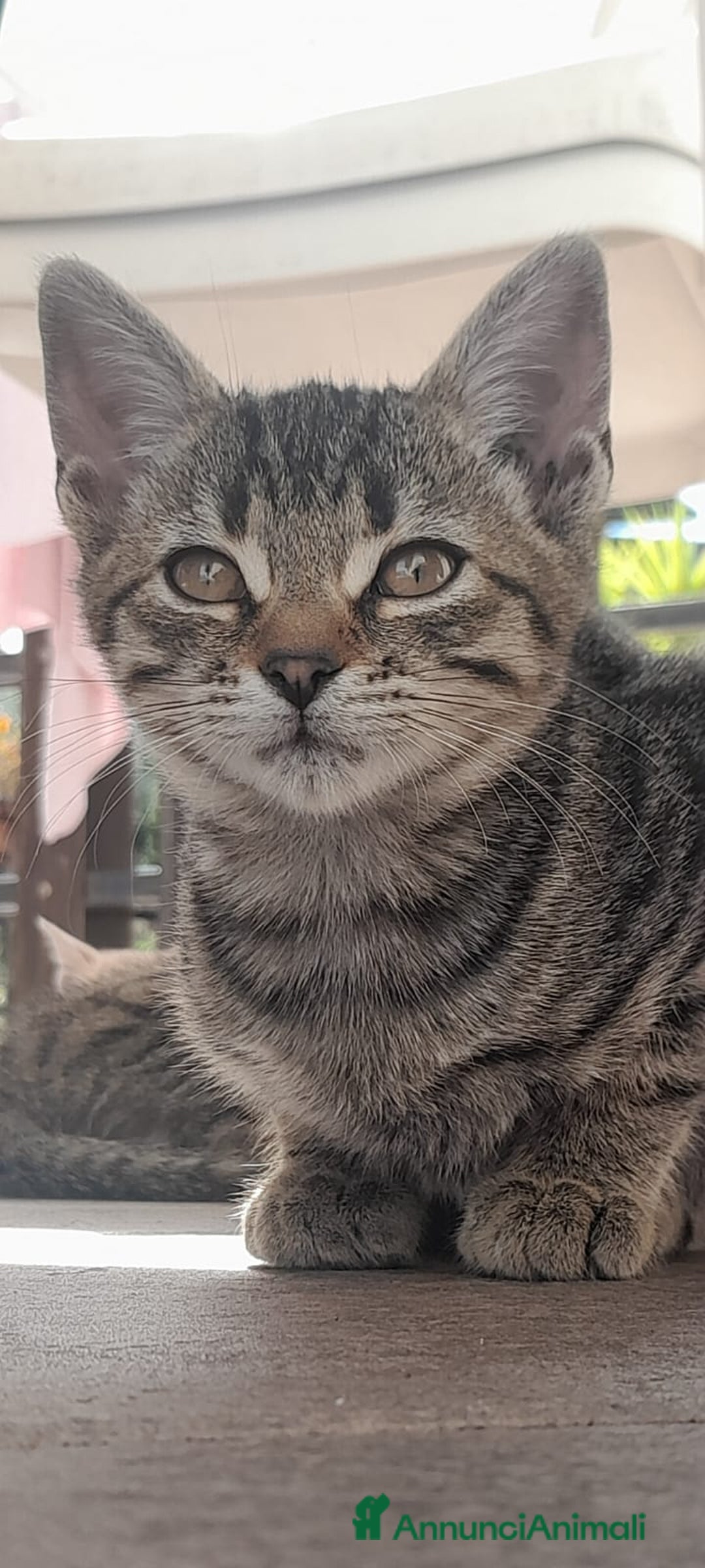 Meticcio gatti in regalo: BENEVENTO GATTINE CERCANO CASA - Annuncio 3