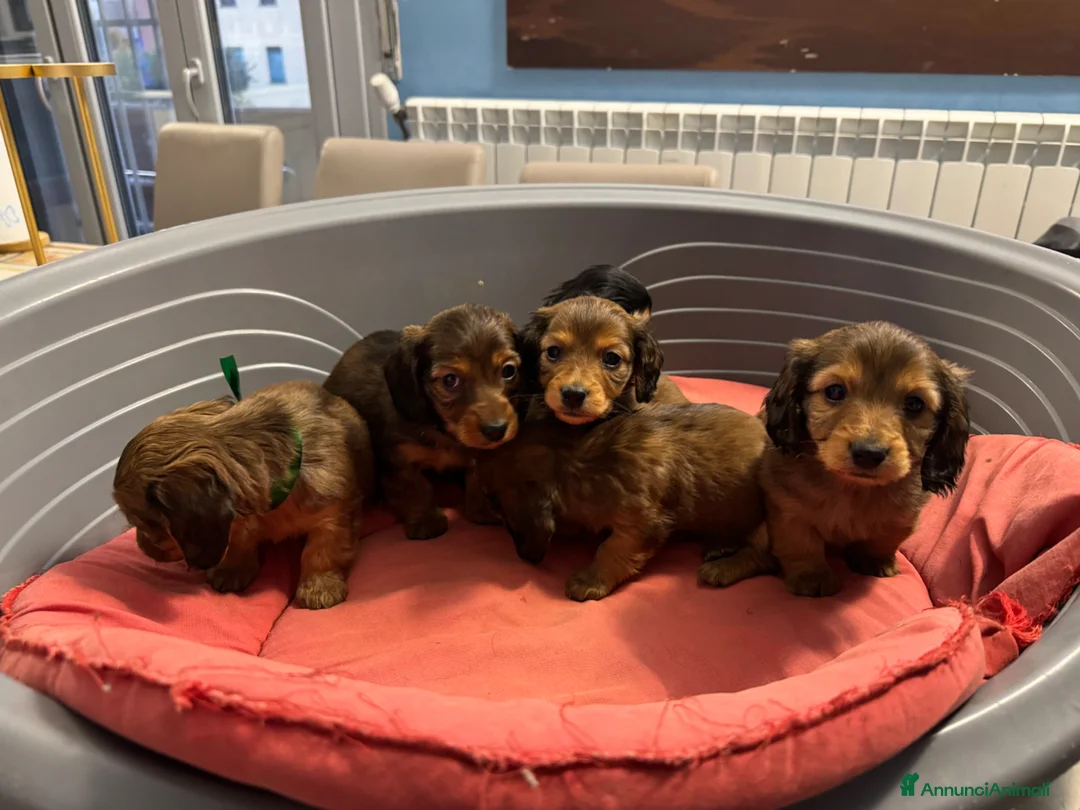 Immagine della galleria {{count}}