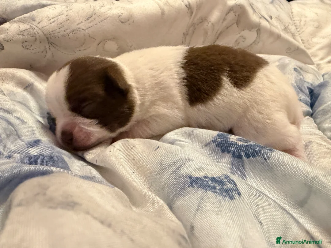 Chihuahua cani in vendita: Chihuahua toy - Annuncio 2