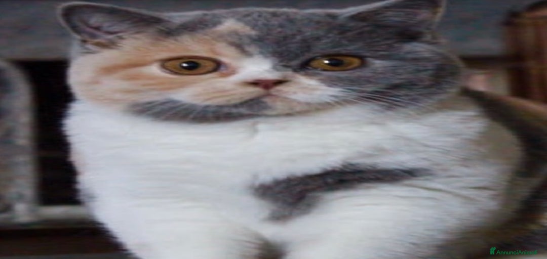 Immagine della galleria {{count}}